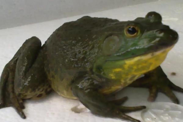 牛蛙是蝌蚪变的吗,牛蛙一般以什么为食