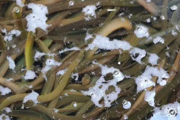 黄鳝幼苗养殖技术