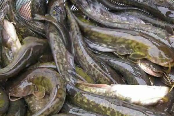 大口鲶鱼养殖技术