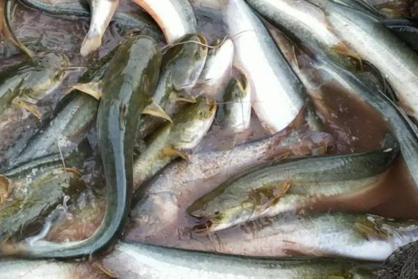 大口鲶鱼养殖技术