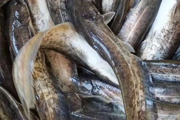 大口鲶鱼养殖技术