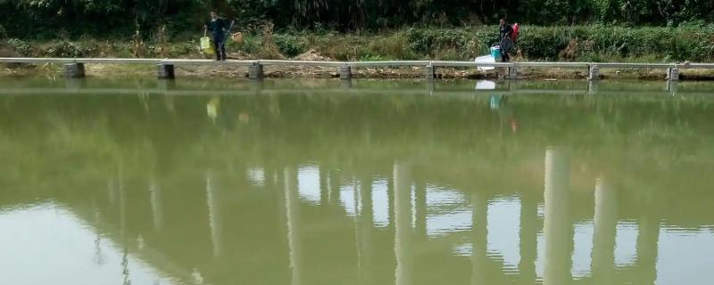 敌百杀虫剂鱼塘用量，敌百杀虫剂的药效有多长