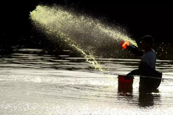 敌百杀虫剂鱼塘用量，敌百杀虫剂的药效有多长