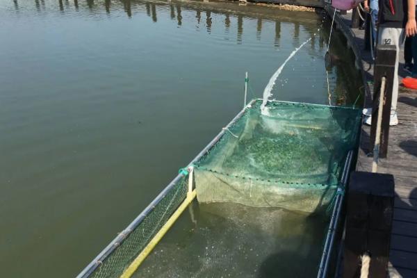 敌百杀虫剂鱼塘用量，敌百杀虫剂的药效有多长