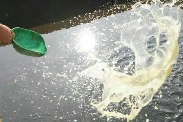 敌百杀虫剂鱼塘用量，敌百杀虫剂的药效有多长