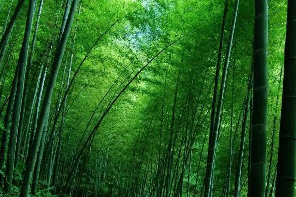 环嗪酮杀竹子效果,使用方法