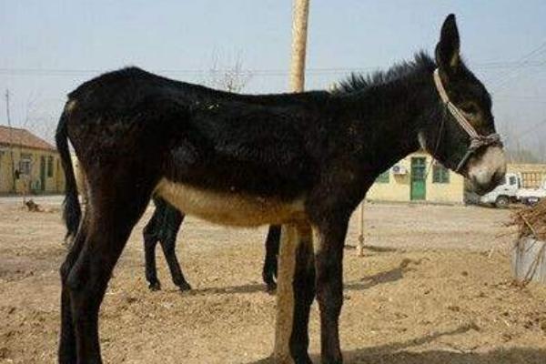 驴是怎么交流配的,驴和马杂交的后代是什么