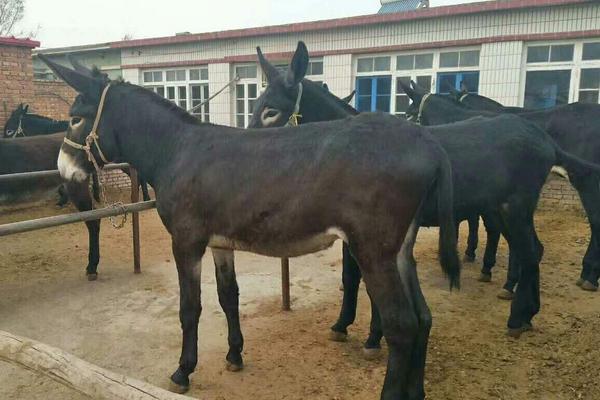 驴是怎么交流配的,驴和马杂交的后代是什么