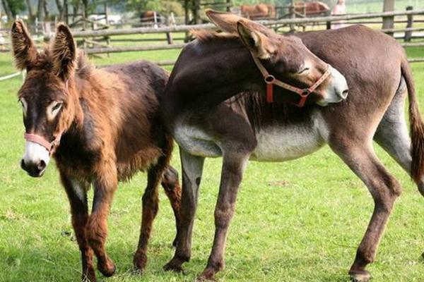 驴是怎么交流配的,驴和马杂交的后代是什么