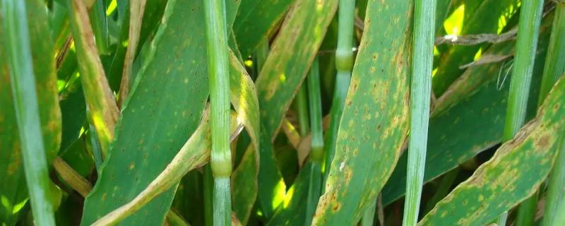 小麦细菌性叶枯病防治,附发病原因