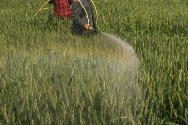 小麦细菌性叶枯病防治,附发病原因