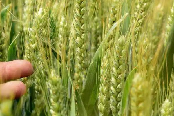 小麦细菌性叶枯病防治,附发病原因