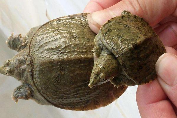 甲鱼几月份下蛋，甲鱼幼苗到成年甲鱼需要多久