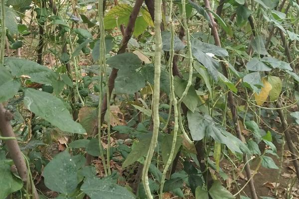 种豆角最低温度是多少,种豆角需要如何施肥