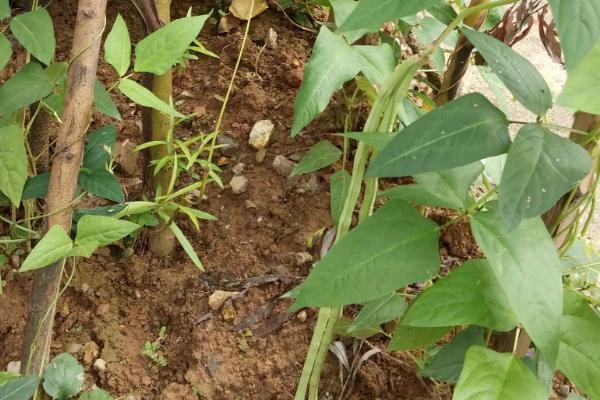 种豆角最低温度是多少,种豆角需要如何施肥