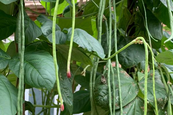 种豆角最低温度是多少,种豆角需要如何施肥