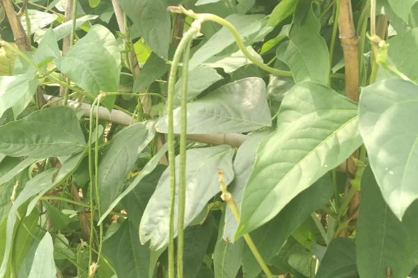 种豆角最低温度是多少,种豆角需要如何施肥