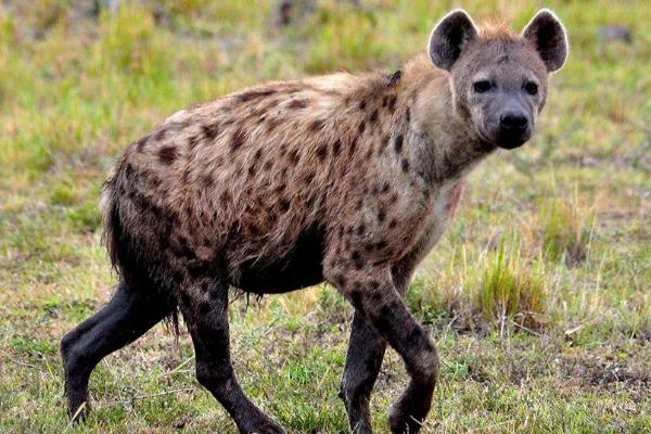 斑鬣狗如何繁殖,鬣狗的天敌是什么