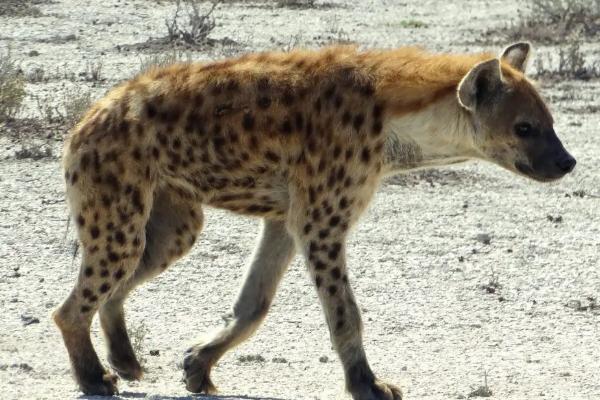 斑鬣狗如何繁殖,鬣狗的天敌是什么