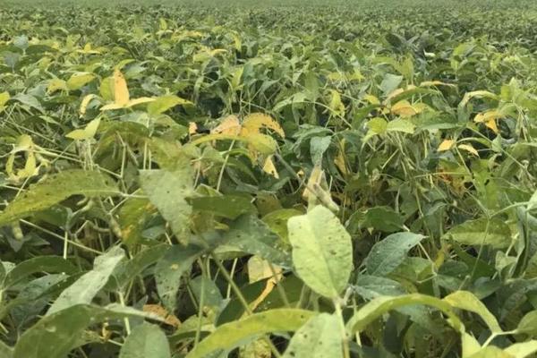 氟磺胺草醚除草剂除草范围,对玉米有影响吗