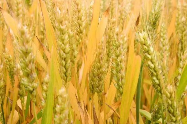 郑麦9188小麦品种介绍