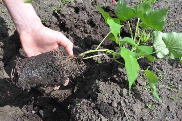 红薯苗怎么种植