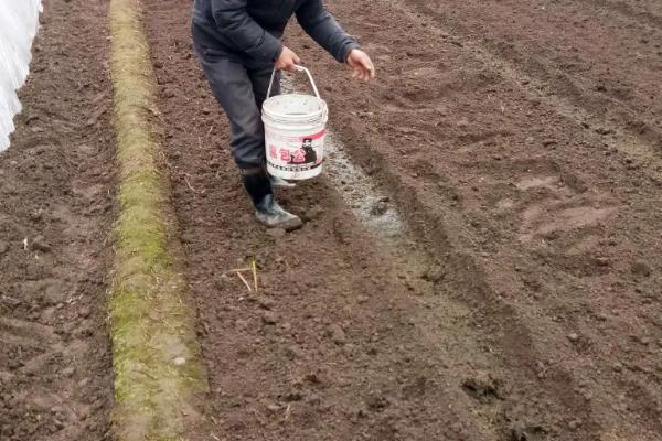 番茄种植的全过程需要怎样施肥，番茄果实成熟需要经历哪五个时期