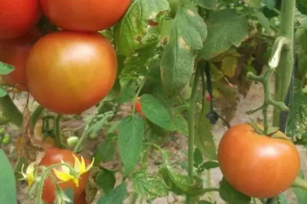 番茄种植的全过程需要怎样施肥，番茄果实成熟需要经历哪五个时期