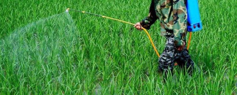 阿维菌素类杀虫剂，杀虫剂对人体有害吗