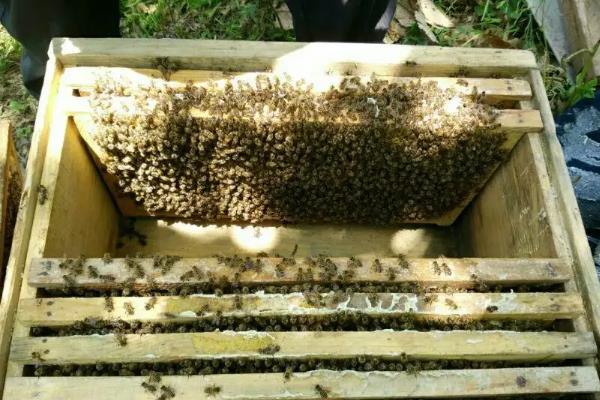 养蜂十二口诀,养蜂的注意事项有哪些