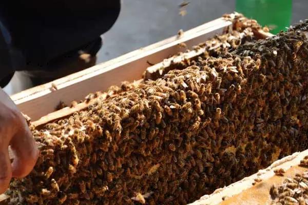 养蜂十二口诀,养蜂的注意事项有哪些