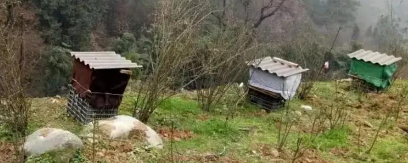 如何诱蜜蜂进蜂箱，几月份诱蜂合适