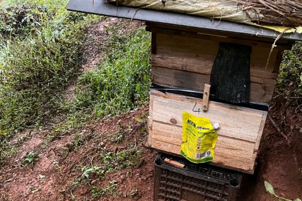 如何诱蜜蜂进蜂箱，几月份诱蜂合适