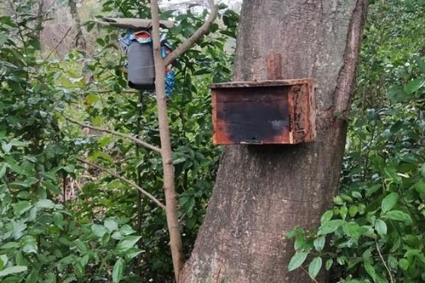 如何诱蜜蜂进蜂箱，几月份诱蜂合适