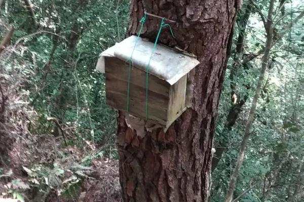 如何诱蜜蜂进蜂箱，几月份诱蜂合适