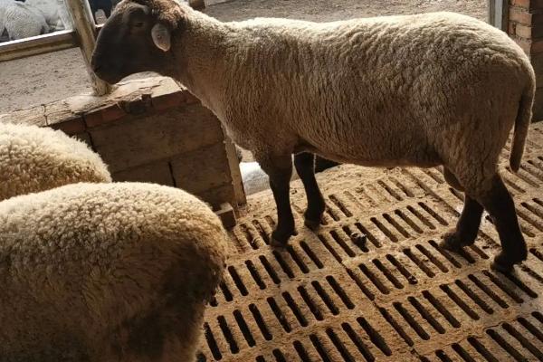 小反刍羊痘二联苗用法,什么样的羊不能打小反刍