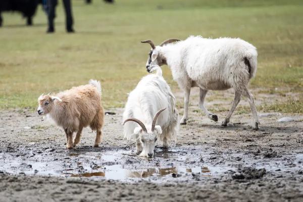 小反刍羊痘二联苗用法,什么样的羊不能打小反刍