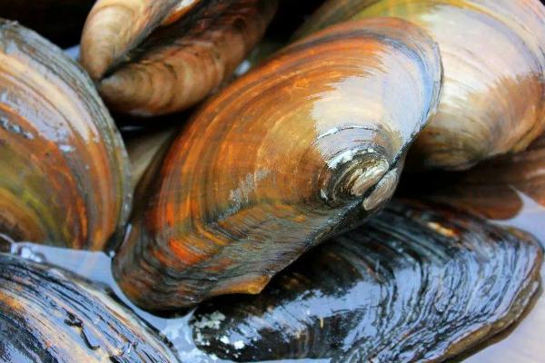 河蚌寿命最大多少年,河蚌以什么为食