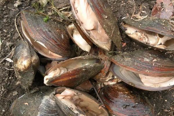 河蚌寿命最大多少年,河蚌以什么为食