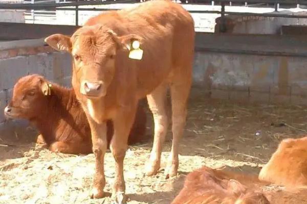 牛犊拉稀用什么药,是什么原因导致的