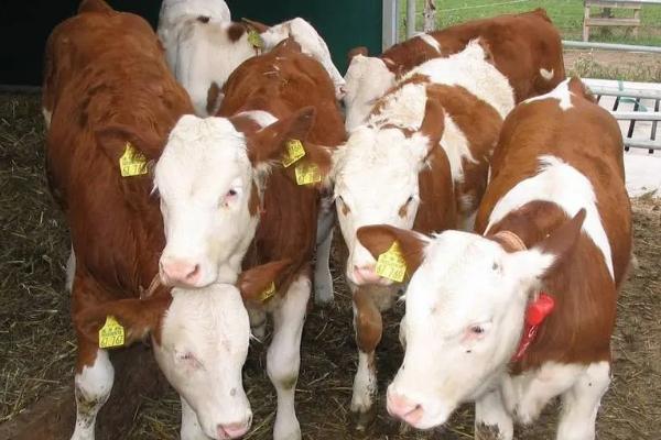 牛犊拉稀用什么药,是什么原因导致的