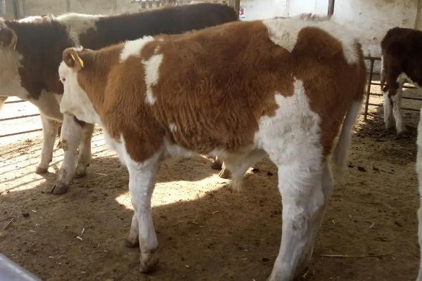 牛犊拉稀用什么药,是什么原因导致的