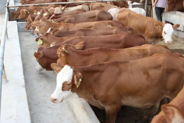 牛犊拉稀用什么药,是什么原因导致的