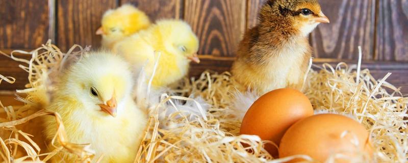 小鸡的孵化温度是多少,小鸡孵化需要多少天