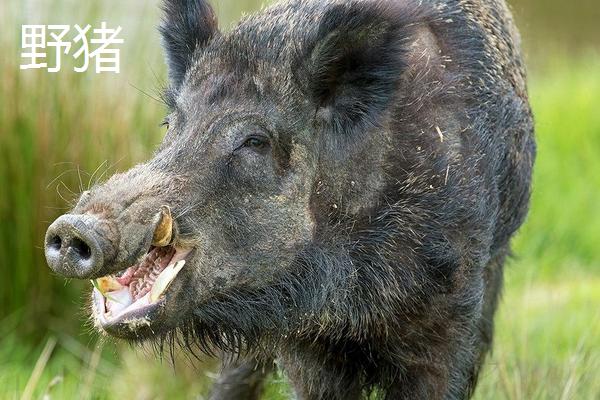 野猪和疣猪区别,野猪一般什么时间段出来活动