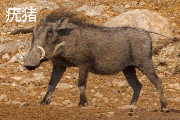 野猪和疣猪区别,野猪一般什么时间段出来活动