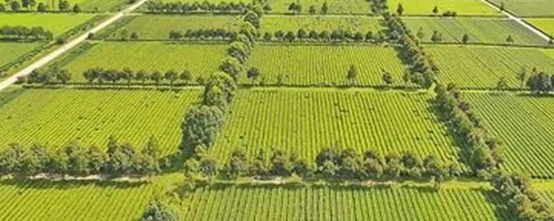 基本农田和一般农田的区别,基本农田可以建蔬菜大棚吗