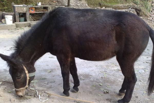 驴怀孕几个月生小驴,怎么能辨别驴怀孕了