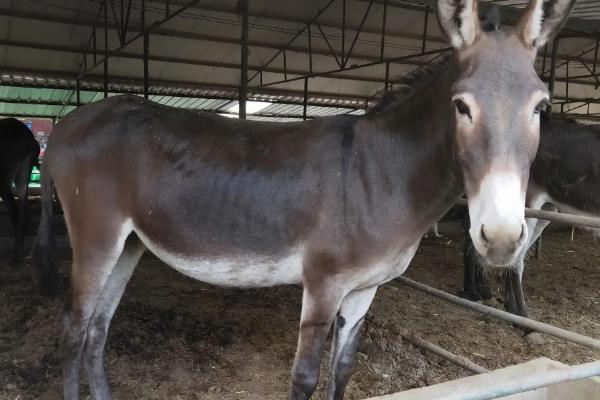 驴怀孕几个月生小驴,怎么能辨别驴怀孕了