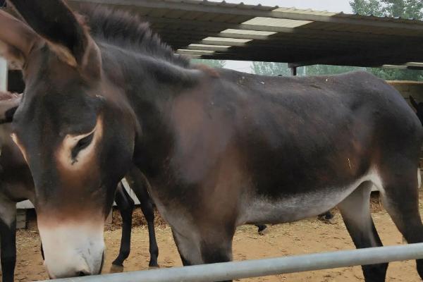 驴怀孕几个月生小驴,怎么能辨别驴怀孕了